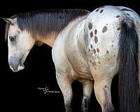 husband-safe-draft-horse