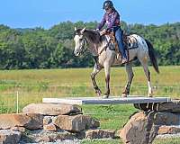 ranch-draft-horse