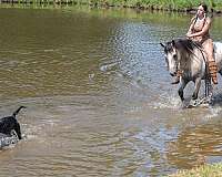 ranch-work-draft-horse