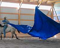 ridden-english-draft-horse