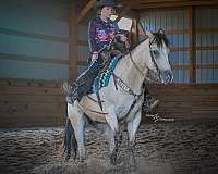 ridden-western-draft-horse