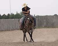 flashy-quarter-horse