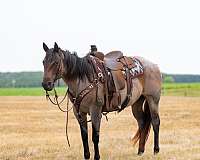 calf-roping-quarter-horse