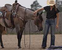 husband-safe-quarter-horse