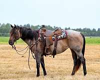 athletic-quarter-horse