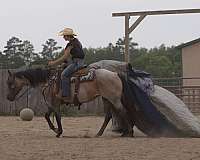 performance-quarter-horse