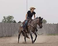 ranch-versatility-quarter-horse
