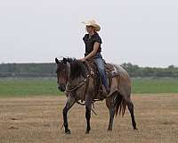 ranch-work-quarter-horse