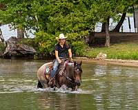 ranch-quarter-horse