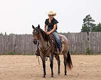 show-quarter-horse