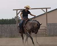 western-riding-quarter-horse