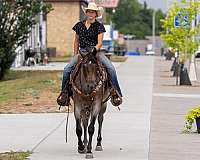 trail-riding-quarter-horse