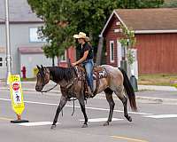 trail-quarter-horse