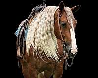 flashy-draft-horse