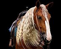 performance-draft-horse
