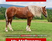 all-around-draft-horse