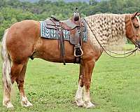 ranch-versatility-draft-horse