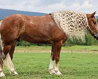 ranch-draft-horse