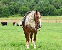 ranch-work-draft-horse