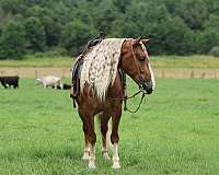 roping-draft-horse