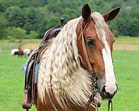 show-draft-horse