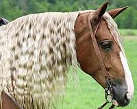 trail-draft-horse
