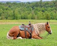trail-riding-draft-horse