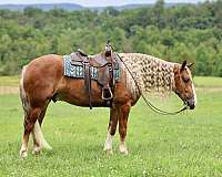 western-riding-draft-horse