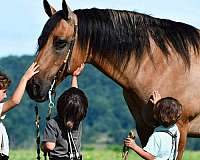 athletic-quarter-horse