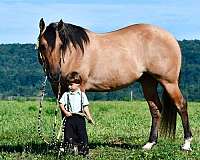 beginner-quarter-horse