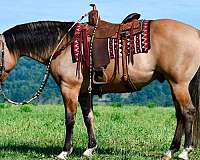 flashy-quarter-horse