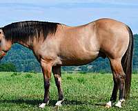 kid-safe-quarter-horse
