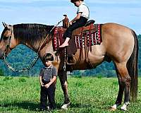 ranch-quarter-horse