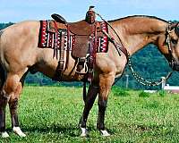 ranch-work-quarter-horse