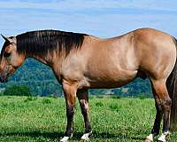 roping-quarter-horse