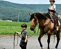 show-quarter-horse