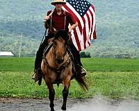 trail-quarter-horse