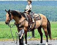 trail-riding-quarter-horse
