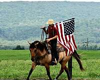 western-riding-quarter-horse