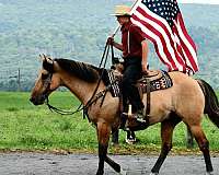 working-cattle-quarter-horse