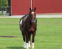 kid-safe-draft-cross-fox-hunter-jumper-gelding