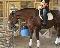 chestnut-star-horse
