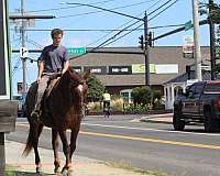 all-around-draft-horse