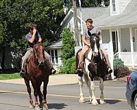 athletic-draft-horse