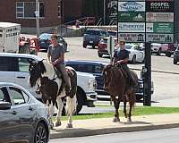 beginner-draft-horse