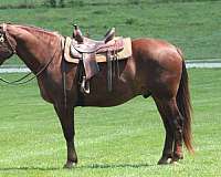 draft-horse
