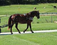 driving-draft-horse