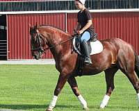 jumper-draft-horse