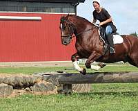 jumping-draft-horse