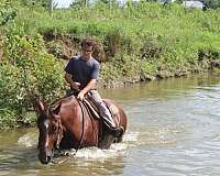 mounted-patrol-draft-horse